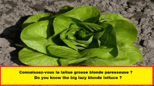 Laitue Grosse Blonde paresseuse - Big Lazy Blonde lettuce